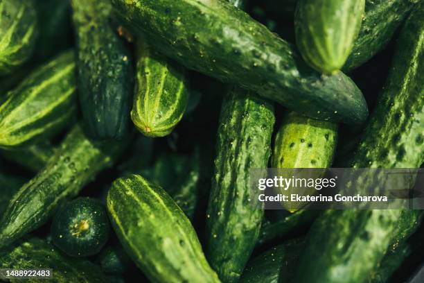 background of green cucumbers, close-up. - cucumber stock pictures, royalty-free photos & images