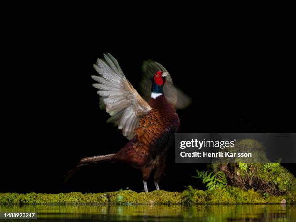 common pheasant (phasianus colchicus) displaying - cockerel uk stock pictures, royalty-free photos & images