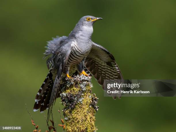 common cuckoo (cuculus canorus) perched on tree - cuckoo stock pictures, royalty-free photos & images