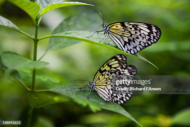 butterfly park and insect kingtom on sentosa island. - sentosa island singapore stock pictures, royalty-free photos & images