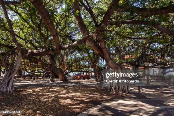 lahaina banyan court and the banyan tree - lahaina 個照片及圖片檔