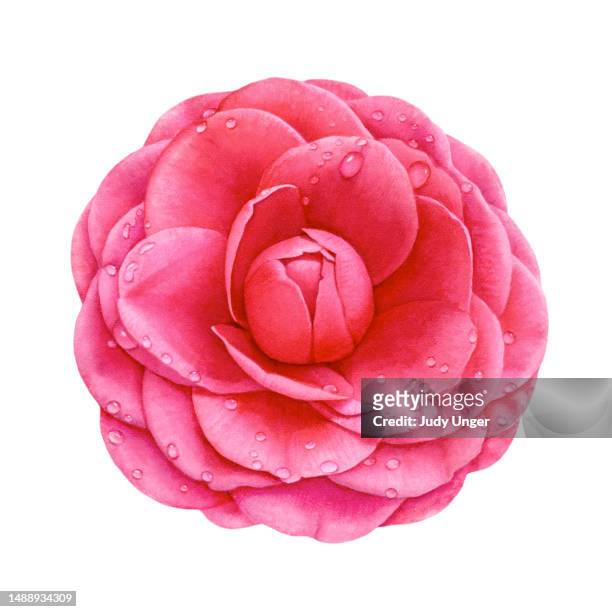 camellia flower - camellia japonica stock illustrations