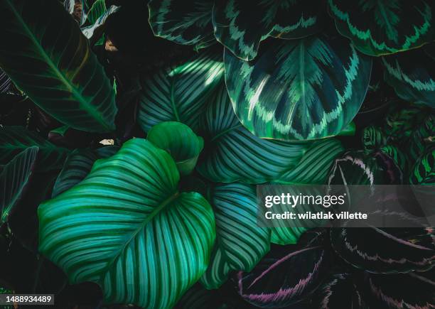 full frame shot of fresh green leaves ,nature background. - tropischer baum stock-fotos und bilder