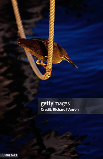 lava heron (butorides sundevalli) on  jetty in puerto ayora - rope lava stock pictures, royalty-free photos & images