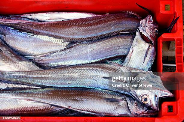 Hoki Roe Fish Hoki Photos and Premium High Res Pictures - Getty Images