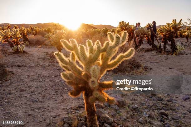 Flying Cactus 2,051 Jumping Cholla Cactus Stock Photos, High-Res Pictures, and Images ...
