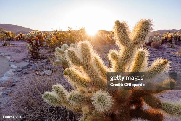 Flying Cactus 2,051 Jumping Cholla Cactus Stock Photos, High-Res Pictures, and Images ...