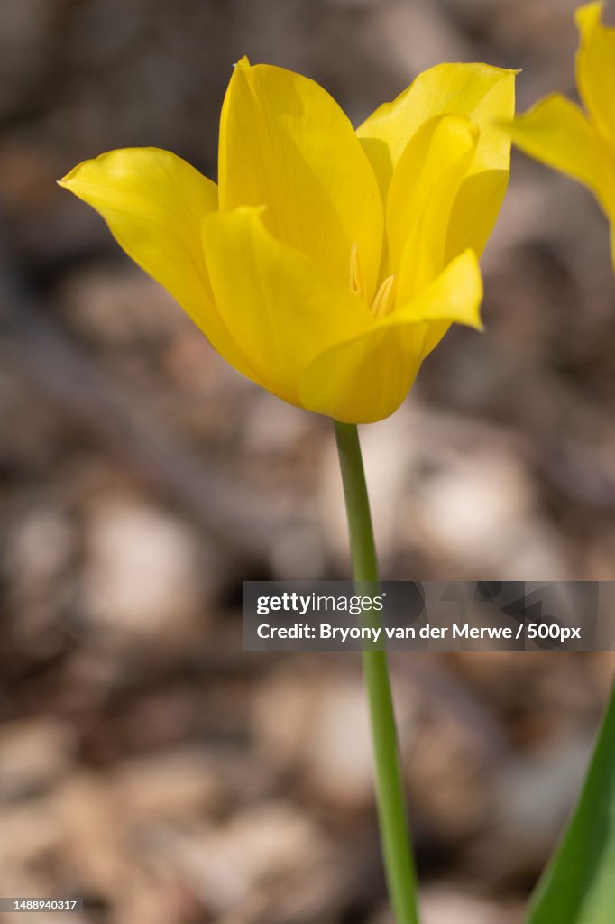 Close-up of yellow Didiers tulip,Tulipa gesneriana,Macro photography,United Kingdom,UK
