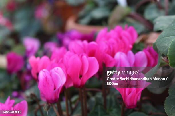 close-up of pink flowering plants,bengaluru,karnataka,india - cyclamen stock pictures, royalty-free photos & images