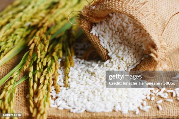 jasmine white rice on sack and harvested yellow rip rice paddy,harvest rice and food grains cooking concept,romania - gold sack stock pictures, royalty-free photos & images