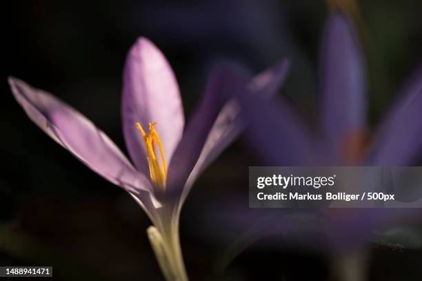 close-up of purple crocus flower,bern,switzerland - frühling pollen stock pictures, royalty-free photos & images