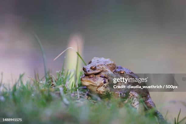 close-up of frog on field,ersigen,switzerland - huckepack stock pictures, royalty-free photos & images