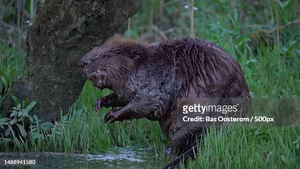 side view of bear standing by lake,netherlands - beaver bildbanksfoton och bilder
