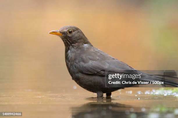 close-up of blackthrush perching on water - viser stock pictures, royalty-free photos & images