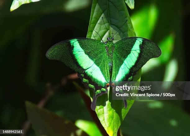 close-up of insect on plant - papilio palinurus stock pictures, royalty-free photos & images