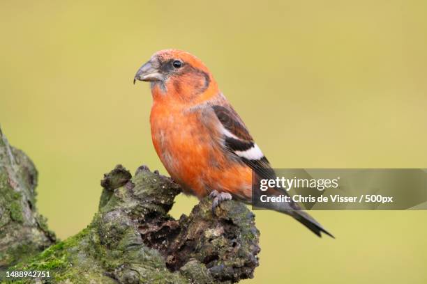 close-up of songfinch perching on tree,emmen,netherlands - viser stock pictures, royalty-free photos & images