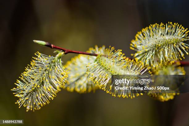 close-up of flowering plant,canada - pussy willow stock pictures, royalty-free photos & images