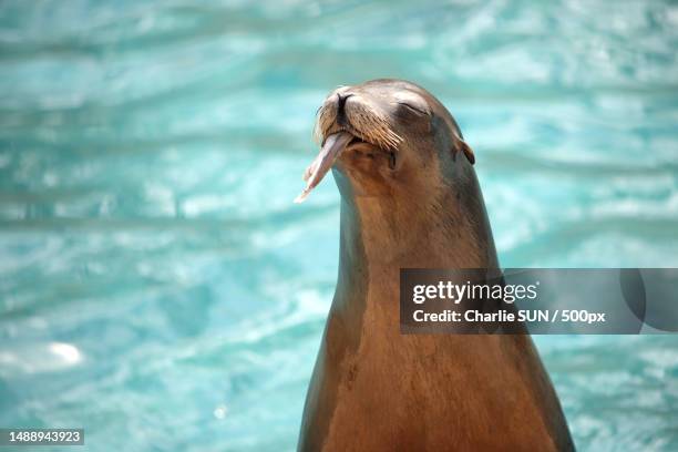 close-up of seal swimming in sea,france - zalophus californianus imagens e fotografias de stock