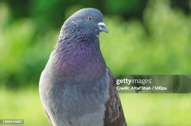 close-up of rock dove perching outdoors,united kingdom,uk - columbidae stock pictures, royalty-free photos & images