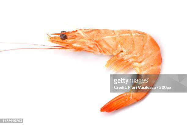 shrimp isolated on white background cooking seafood shrimps prawns served white background,romania - krill stock pictures, royalty-free photos & images