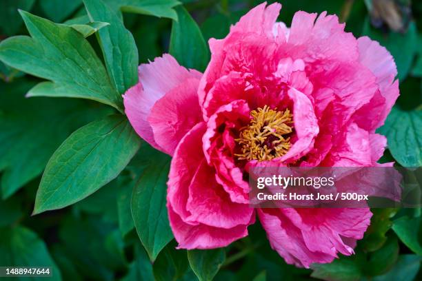 close-up of pink rose flower,germany - paeonia suffruticosa stock pictures, royalty-free photos & images