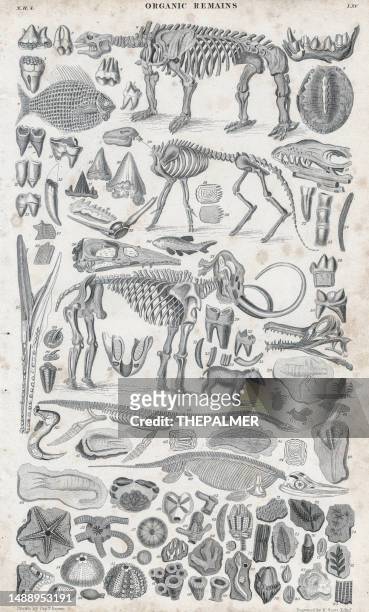 ilustrações, clipart, desenhos animados e ícones de restos orgânicos e fósseis - gravura, ilustração, gravura, 1840 - fossil