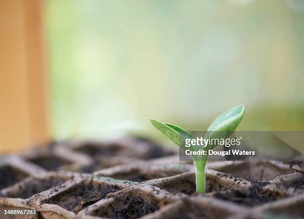 a seedling growing in a seed tray - restarting stock pictures, royalty-free photos & images
