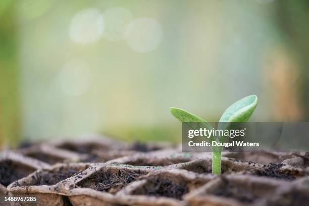a green seedling growing - planta nova imagens e fotografias de stock