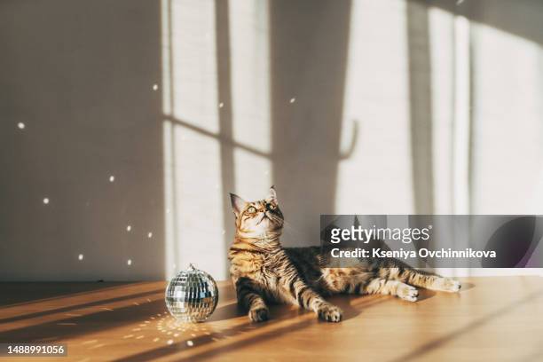 a ginger tabby cat is lying on a sofa at home - disco ball bildbanksfoton och bilder