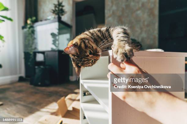 woman with cat assembling diy furniture at home - gedomesticeerde dieren stockfoto's en -beelden