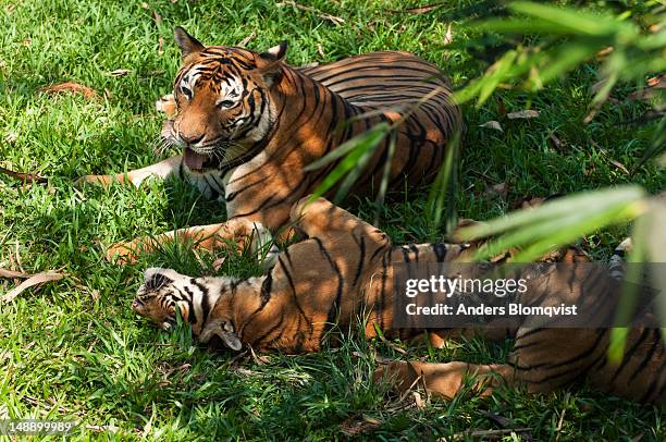 female malayan tiger (panra tigris malayensis) and cubs at lok kawi wildlife park. - lok kawi wildlife park stockfoto's en -beelden