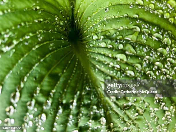 hosta plant dappled with rain drops provides dramatic patterns & shapes in the spring garden - hosta foto e immagini stock