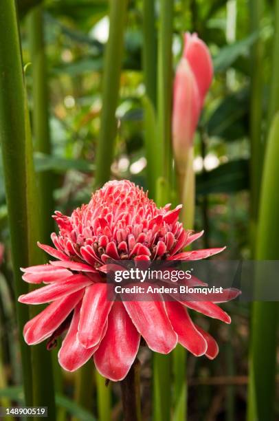 270 fotografias e imagens de Rosa De Porcelana - Getty Images 270 fotografias e imagens de Rosa De Porcelana - Getty Images