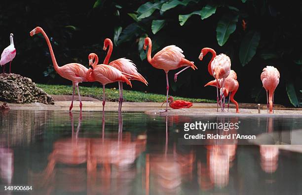 flamingos at graham hall nature sanctuary. - barbados stock pictures, royalty-free photos & images