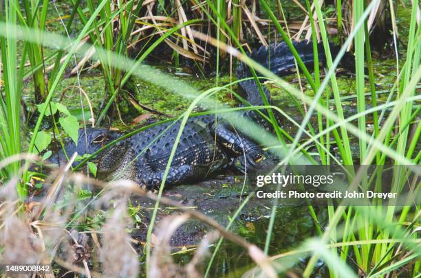 american alligator slinking in swamp - hilton head stock pictures, royalty-free photos & images