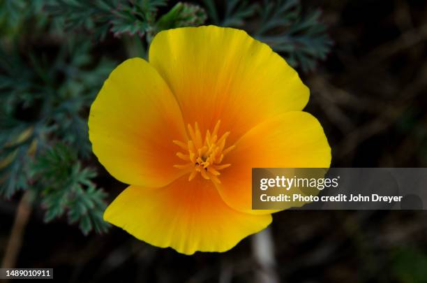 blooming california poppy - california golden poppy stock pictures, royalty-free photos & images