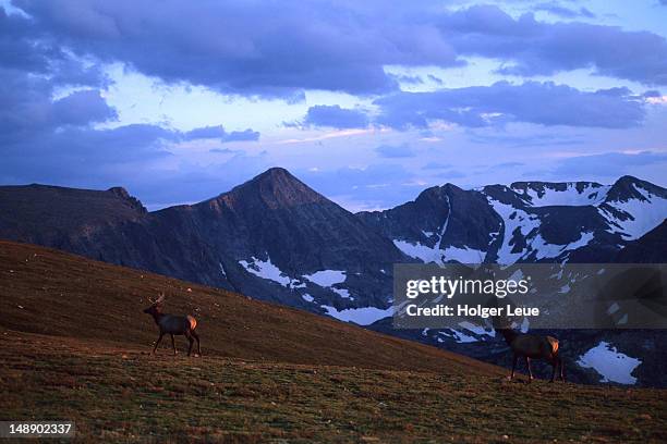 elk on mountainside at sunset, near trail ridge road. - trail ridge road colorado - fotografias e filmes do acervo