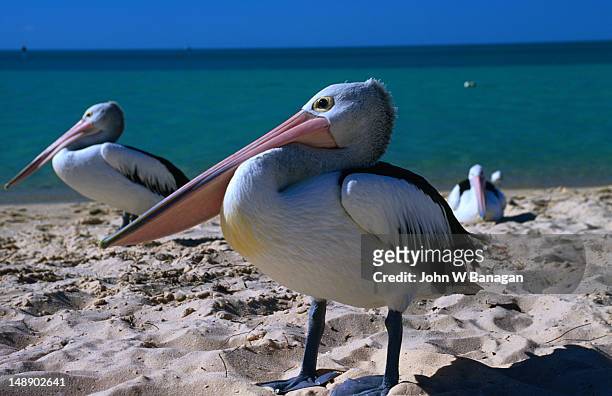 pelicans on the shore at monkey mia - monkey mia stock pictures, royalty-free photos & images