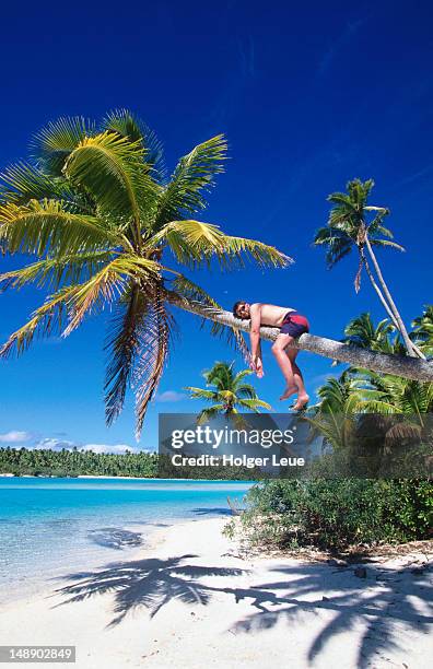 man relaxing on coconut tree. - aitutaki stock pictures, royalty-free photos & images