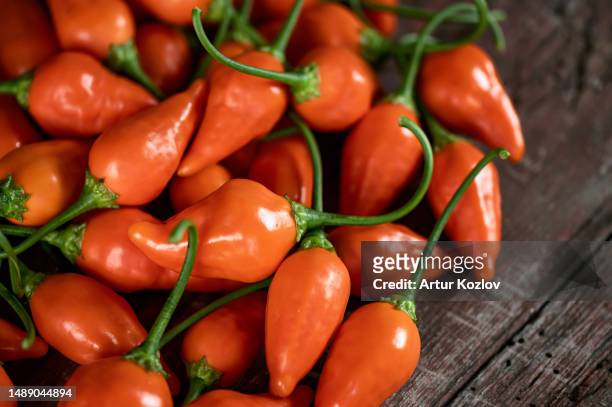 lots of orange fresh fatalii peppers. bulk harvest of peppers. ripe hot african pepper. spicy food. bright spices, vegetables. wooden background. close-up. soft focus. top view - orangefarbige paprika stock-fotos und bilder