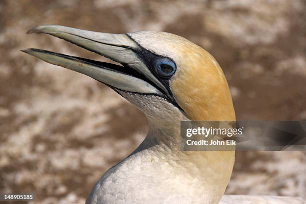 bird detail at cape kidnappers gannet colony. - cape kidnappers gannet colony stock pictures, royalty-free photos & images