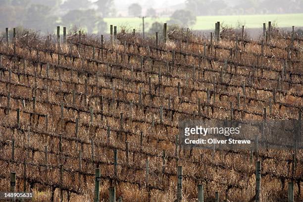 vineyards in winter. - vineyard new south wales stock pictures, royalty-free photos & images