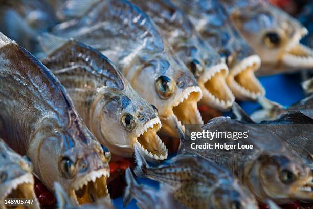 dried souvenir piranhas at market. - caribe 個照片及圖片檔