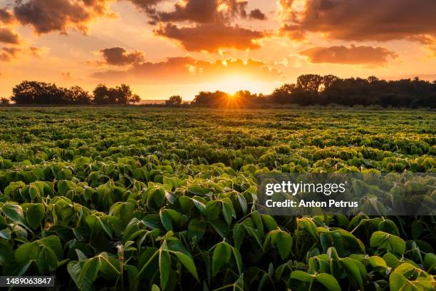 soybean close-up at sunset. agricultural landscape - soybean harvest stockfoto's en -beelden