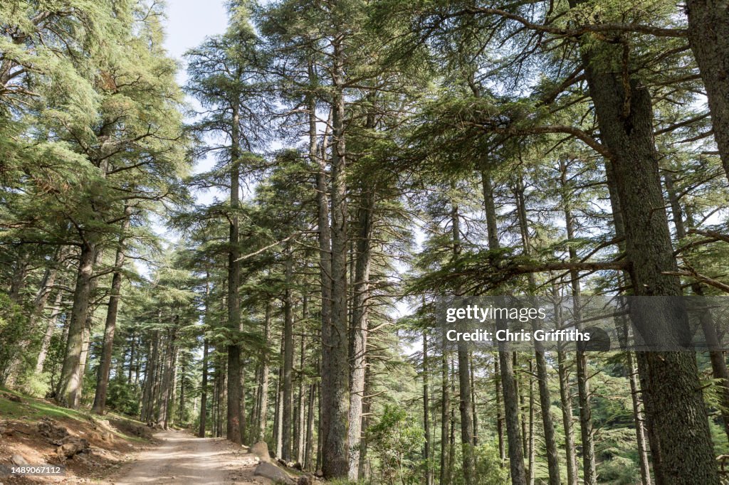 Ifrane National Park, Middle Atlas Mountains, Morocco, North Africa