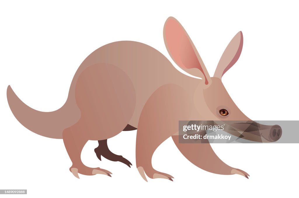 Aardvark, Orycteropus,