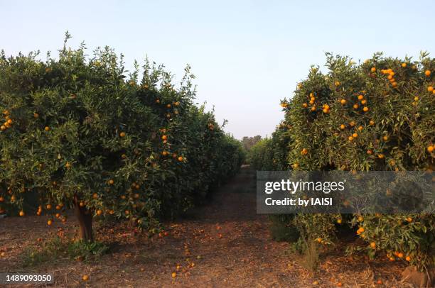 a view of the kibbutz's orange orchard at dusk - orange orchard fotografías e imágenes de stock