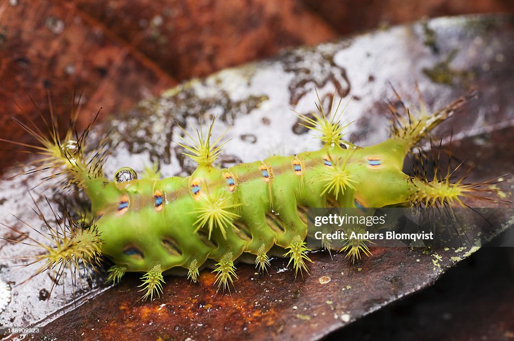Stinging Slug Caterpillar Which Transforms Into A Slug Moth High-Res Stock  Photo - Getty Images