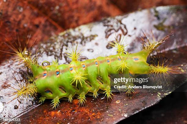 stinging slug caterpillar (family limacodidae) which transforms into a slug moth. - gunung mulu national park stock pictures, royalty-free photos & images