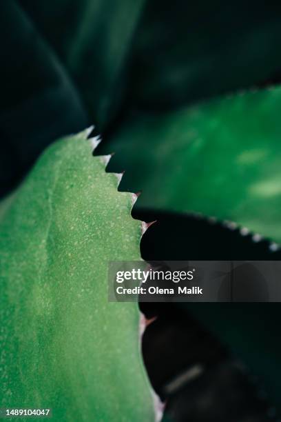 close up of thorny green leaves of a succulent plant - spiral aloe stock pictures, royalty-free photos & images